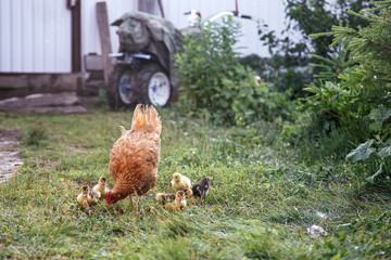 Mother hen brought a brood of goslings to the street.