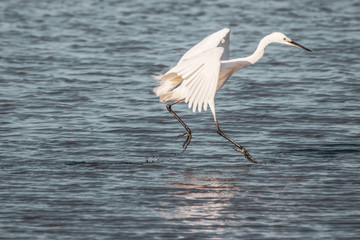 Una Garzetta nell'oasi faunistica di Vendicari in Sicilia