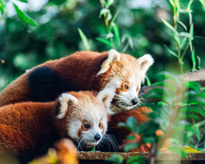 Fototapeta premium Wildlife photography