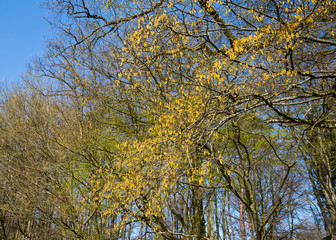 Blühende Hainbuche am Waldrand im Frühjahr