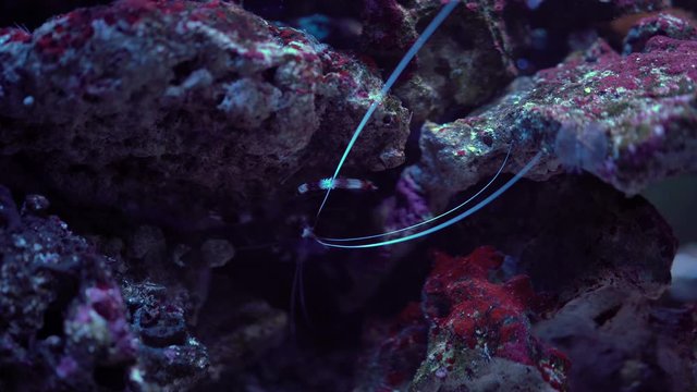A small lobster hiding under the rocks, see his white long whiskers, underwater