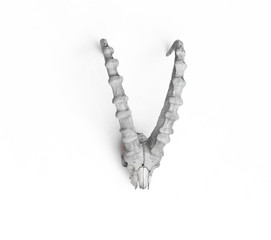 white ram horns isolated on white background