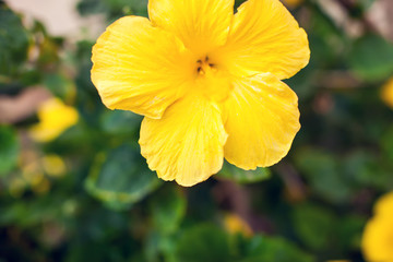 Yellow hibiscus flowers in the garden. Close up.