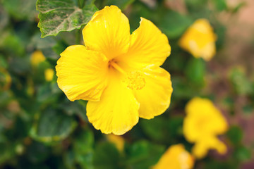 Yellow hibiscus flowers in the garden. Close up.