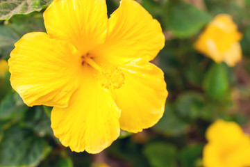 Yellow hibiscus flowers in the garden. Close up.