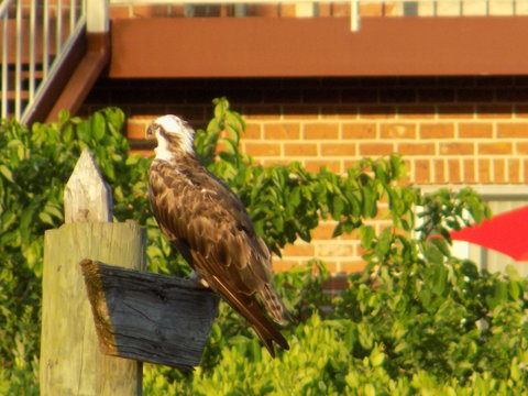 bellas vistas de atardeseres,y a arboles 