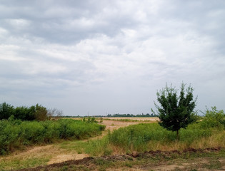 rural landscape, beveled hay and trees next to field.