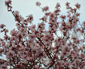 
White flowers of a blossoming cherry on a background of blue sky. cherry blossoms have white flowers with pink and purple hues