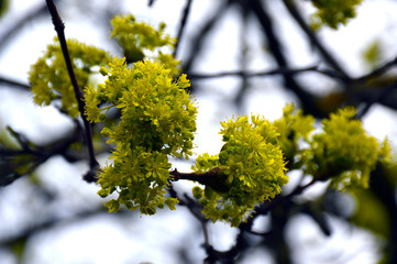 buds bloom in spring in the trees. yellow flowers and young leaves on a maple
