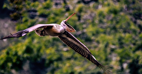 Spot Billed Pelican in Flight.
