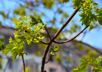 a bee swirls over young maple flowers and pollinates them