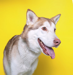 cute dog isolated on a colorful background in a studio shot