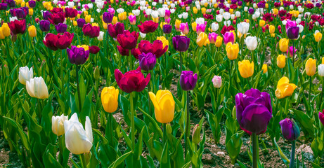 Tulips in the Park