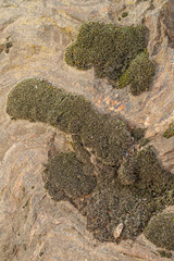 Moss growing on a stone