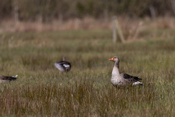 Wild geese in grass farmland
