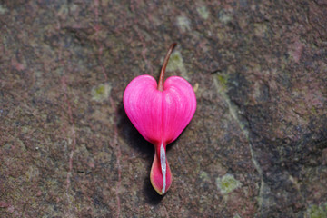 Heart-shaped pink and white flowers of dicentra spectabilis bleeding heart