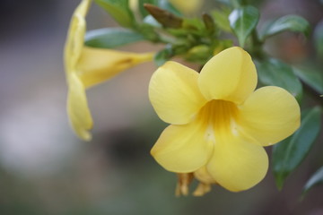 yellow orchid flower