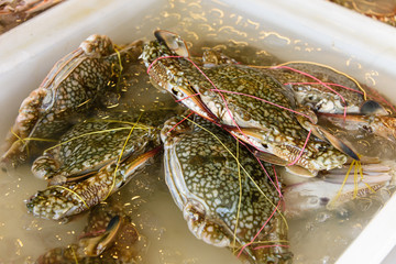 Live crabs trussed up with elastic bands to keep them from moving, at a fishmonger market stall, Phuket, Thailand