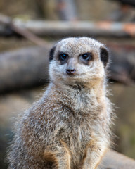 Wildlife photography