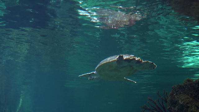 A large sea turtle swims under water. Underwater photography