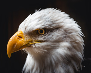 Wildlife photography