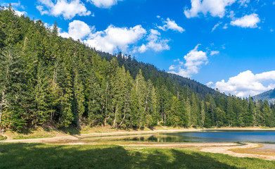 Forest near the lake against the blue sky
