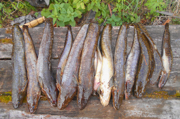 fresh fish caught the day before