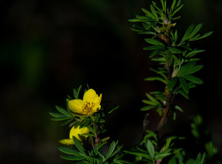 Yellow bloom against dark green leaves and dark background - 335896747