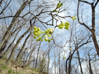 first maple tree buds, springtime nature photo