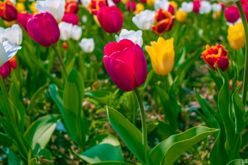 Tulips of different colors