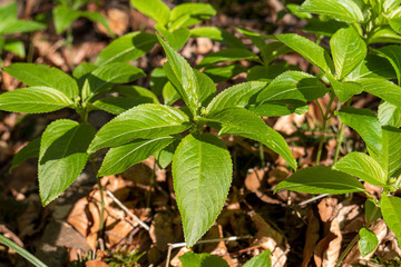 First green leaves on the forest soil in spring. Close-up with hard light.