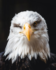 Wildlife photography