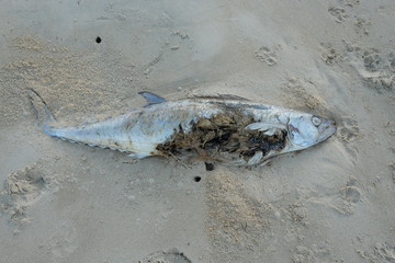 A rotting fish on the beach in Queensland, Australia