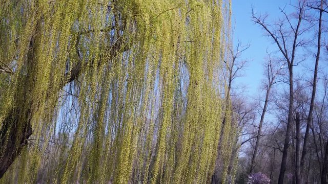 Weeping willow leaning over the river in the Park. Great place to stay