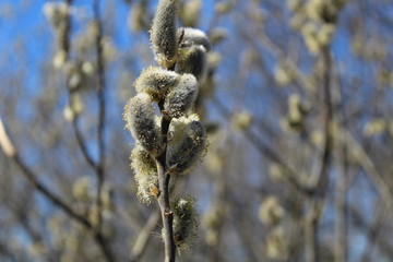 flowering willow on a branch with a bee seals on a blue background in early spring