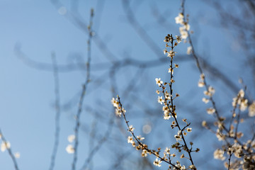 wiosna © WITOLD