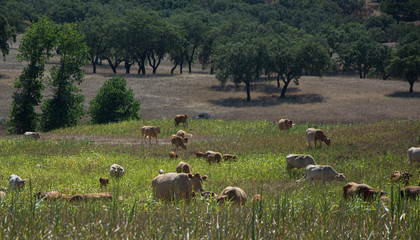 cows grazing in a green meadow