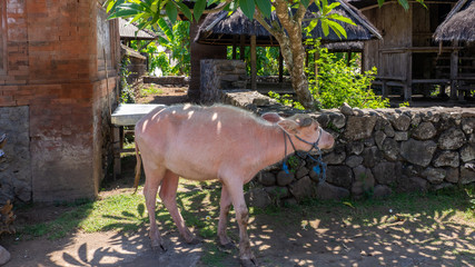 Wasserb&uuml;ffel, Albino, Bali