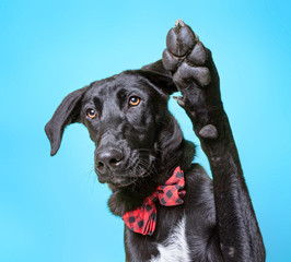 cute dog studio shot on an isolated background