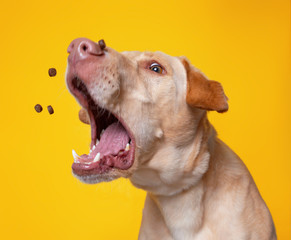 cute dog studio shot on an isolated background