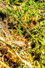 moss on the ground