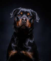 Obraz premium cute studio photo of a shelter dog on a isolated background