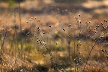 wiosna, suche kwiaty, łąka, kwiatostan
