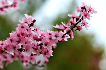 pink cherry blossoms