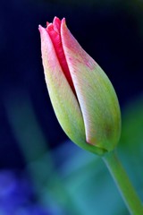 Pink tulip bud