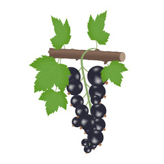 A branch of black currant with green leaves on a white background. Realistic performance.