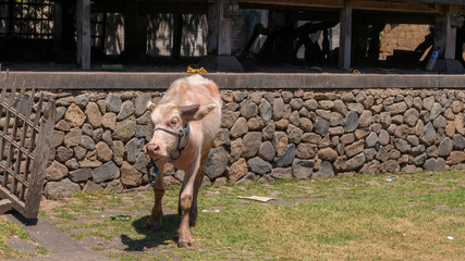 Wasserb&uuml;ffel, Albino, Bali