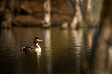Obraz premium Great crested grebe in the natural environment, isolated, wildlife, Podiceps cristatus