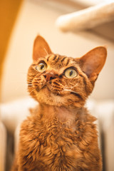 Devon rex © Kuba