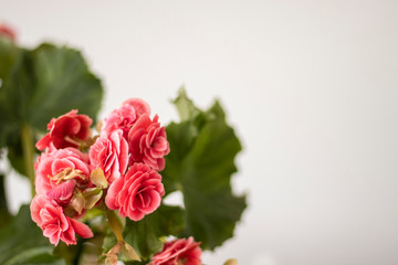 Flowers. Tuberous begonias. Begonia x tuberhybrida. 